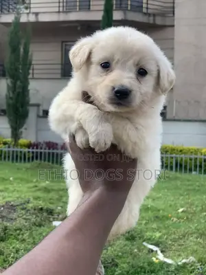 1-3 months Male Purebred Maltese