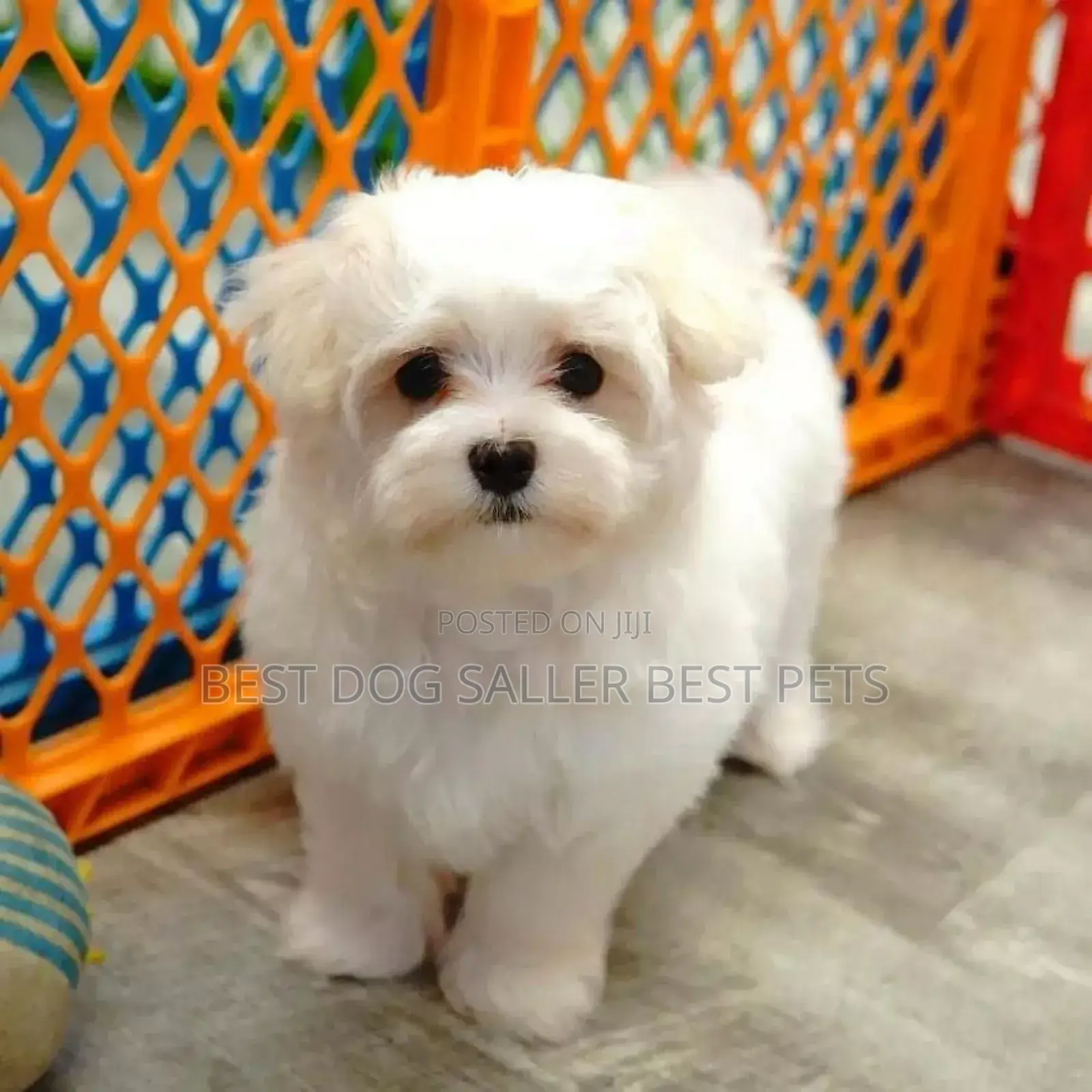 1-3 months Male Purebred Maltese