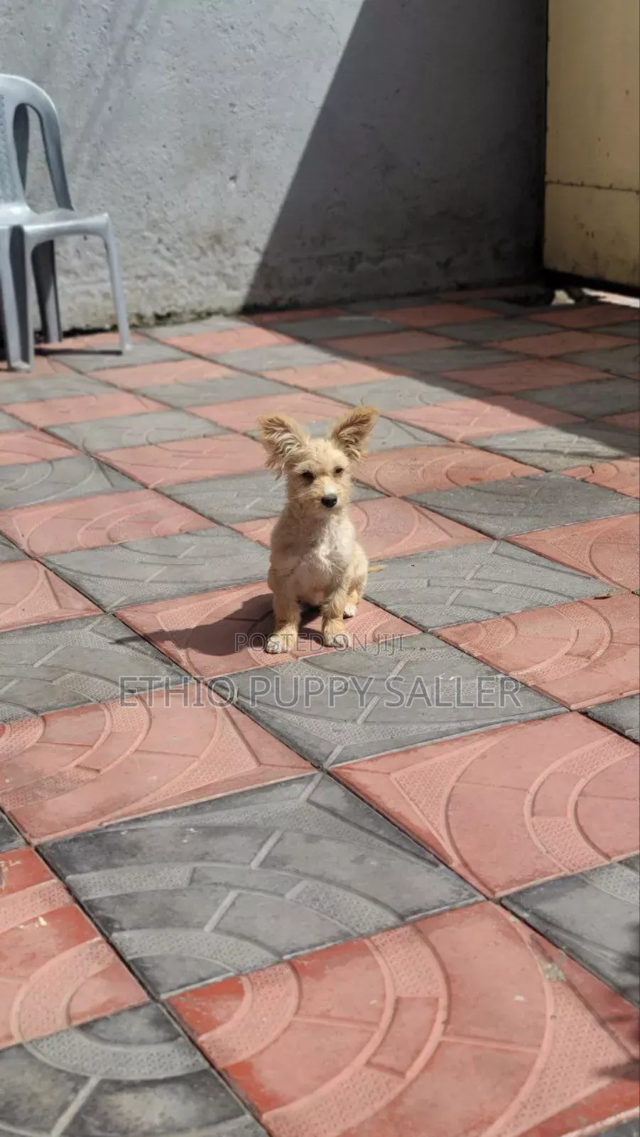 1-3 months Male Purebred Maltese