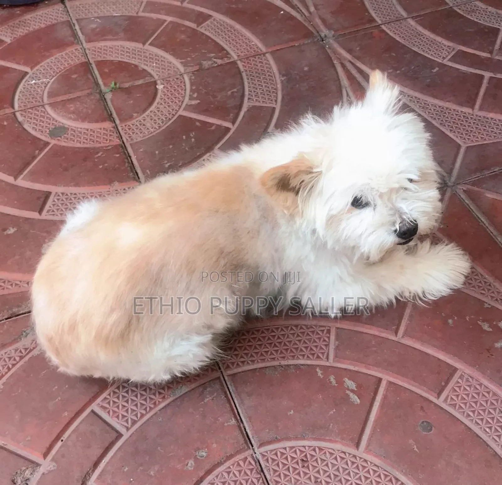 1-3 months Male Purebred Poodle