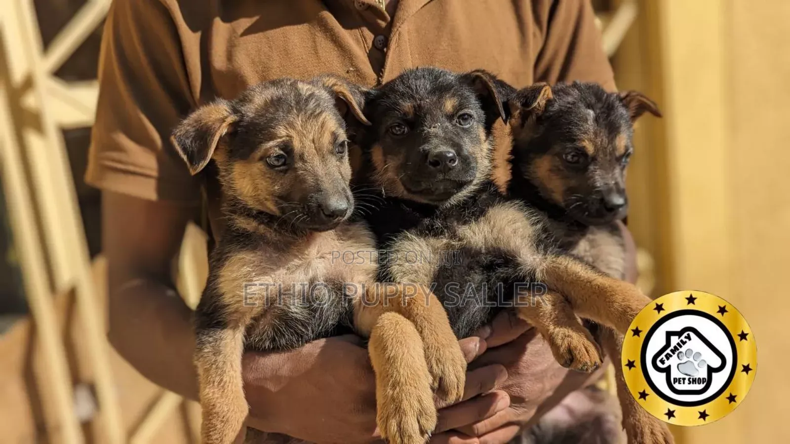 1-3 months Male Purebred German Shepherd