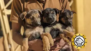 1-3 months Male Purebred German Shepherd