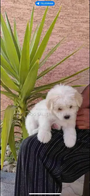 1-3 months Male Purebred Maltese