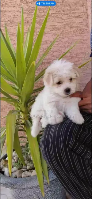 1-3 months Male Purebred Maltese