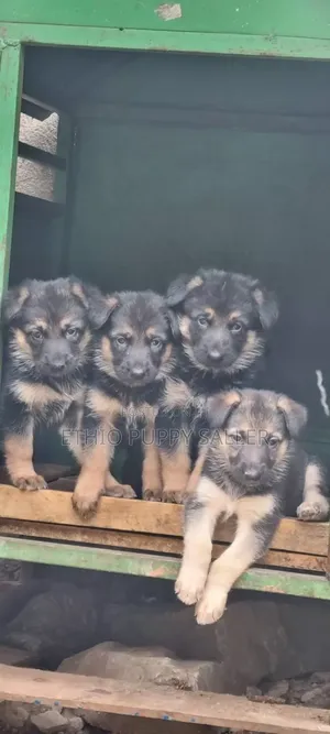 Photo - 1-3 months Male Purebred German Shepherd