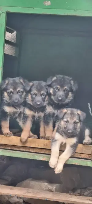 1-3 months Male Purebred German Shepherd