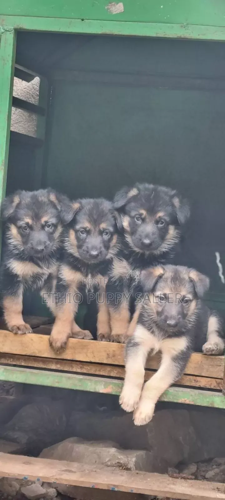 1-3 months Male Purebred German Shepherd