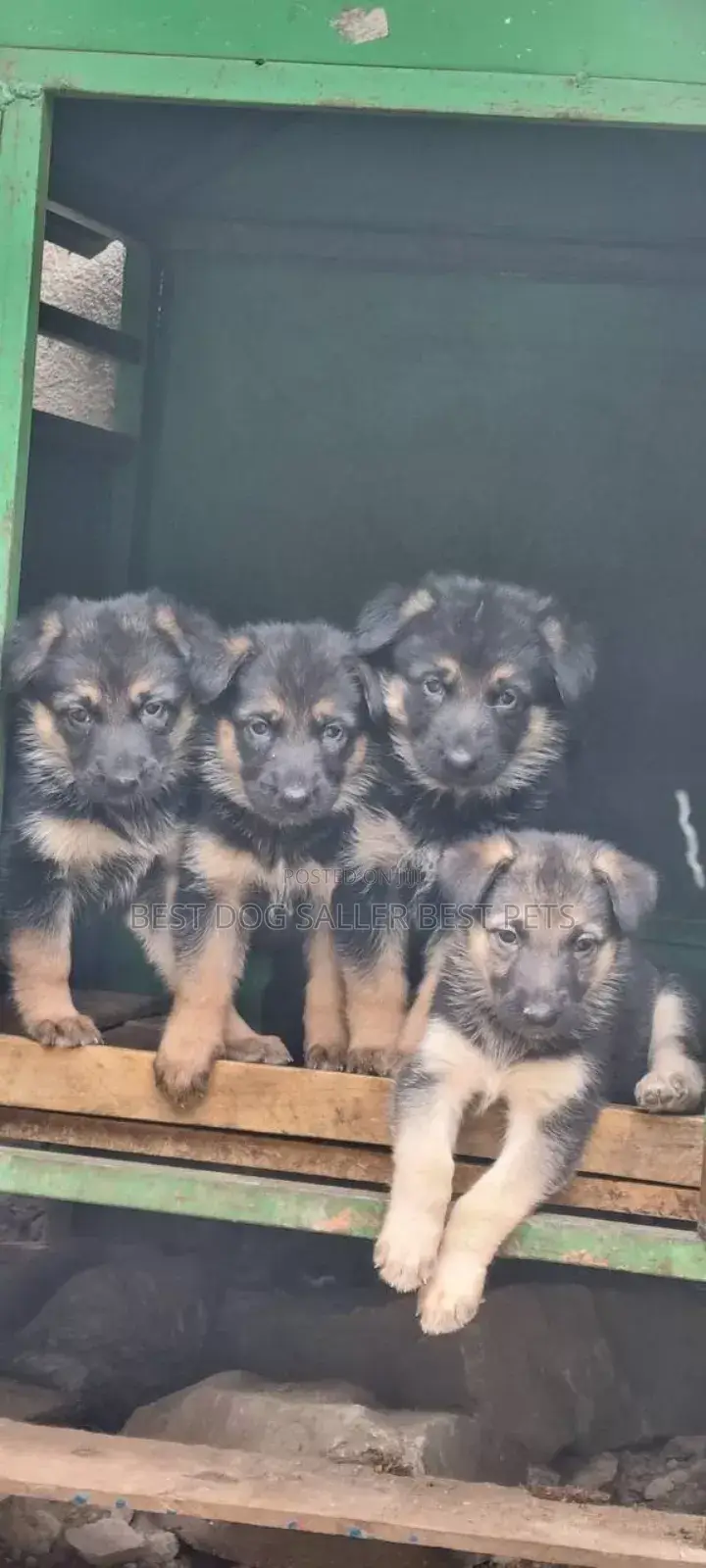 1-3 months Male Purebred German Shepherd