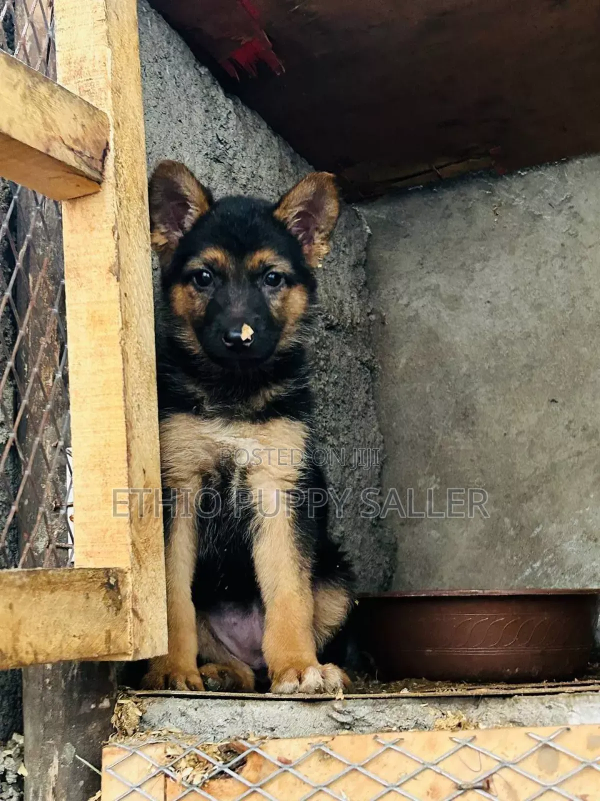 1-3 months Male Purebred German Shepherd