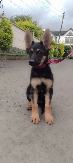 1-3 months Male Purebred German Shepherd