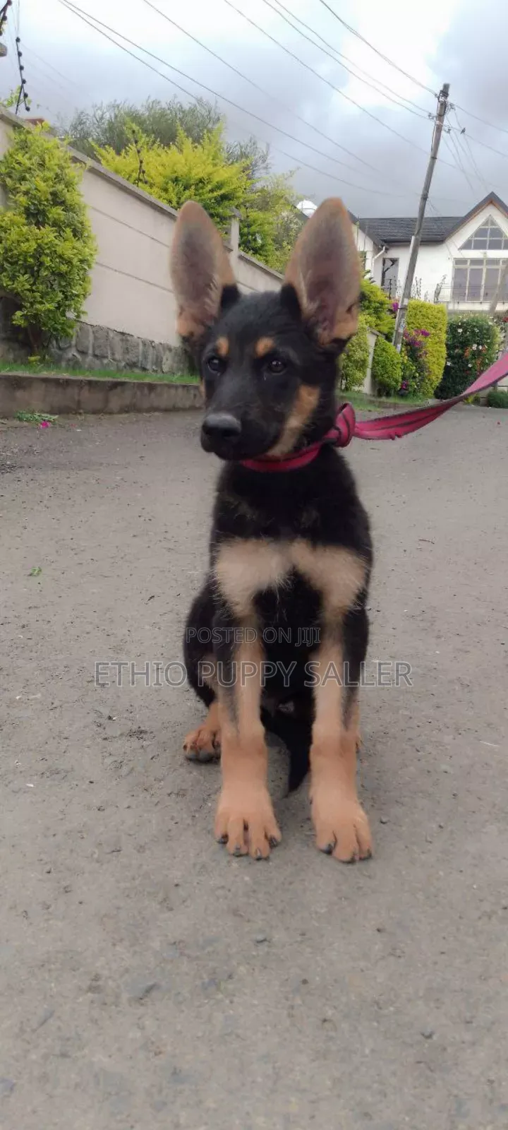 1-3 months Male Purebred German Shepherd