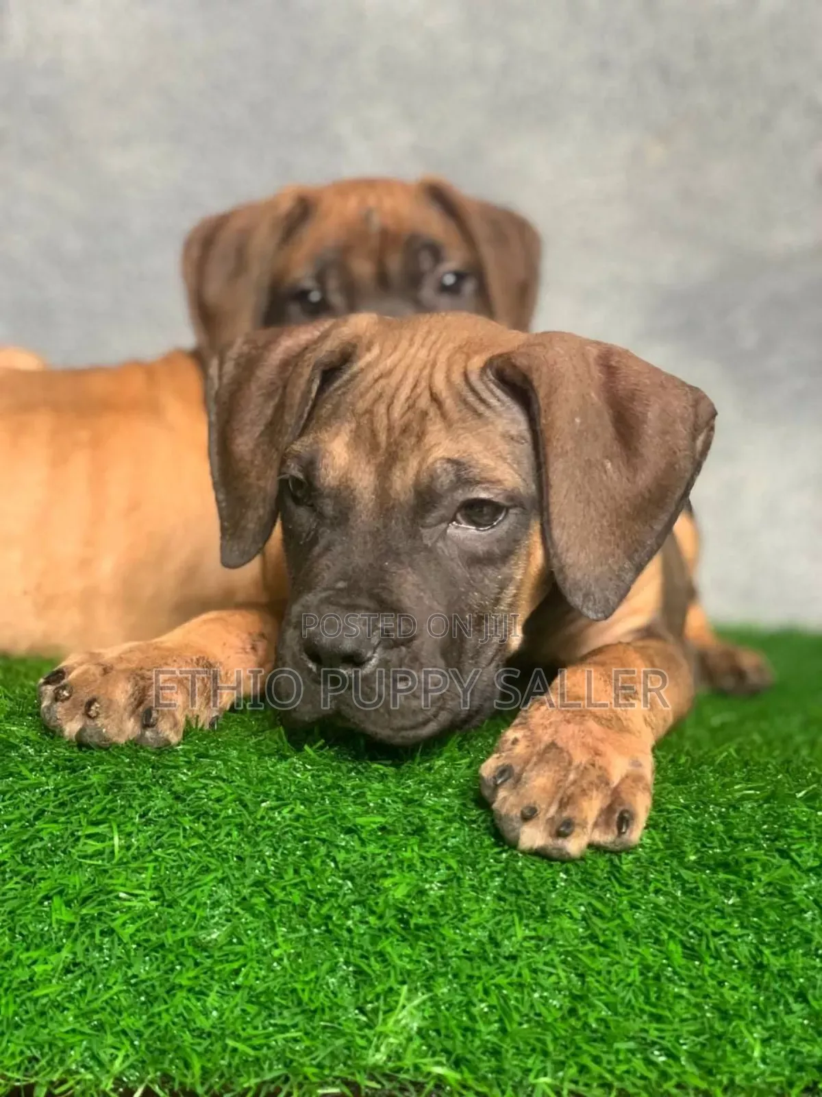 1-3 months Male Purebred Boerboel