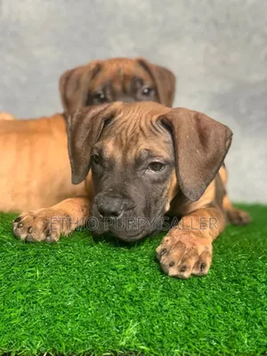 Photo - 1-3 months Male Purebred Boerboel