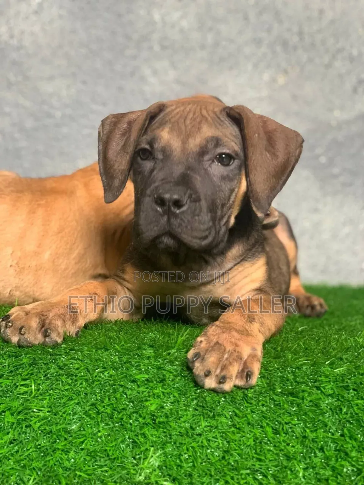 1-3 months Male Purebred Boerboel