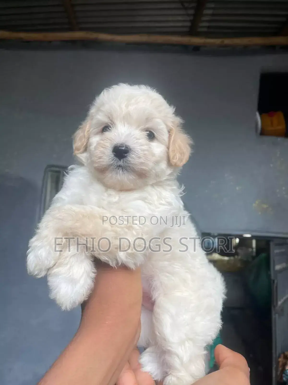 1-3 months Male Purebred Poodle