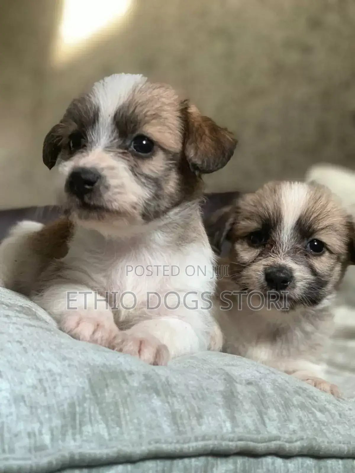 1-3 months Male Purebred Shih Tzu