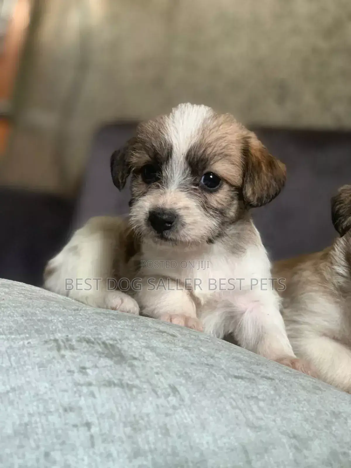 1-3 months Male Purebred Shih Tzu