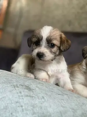 1-3 months Male Purebred Shih Tzu