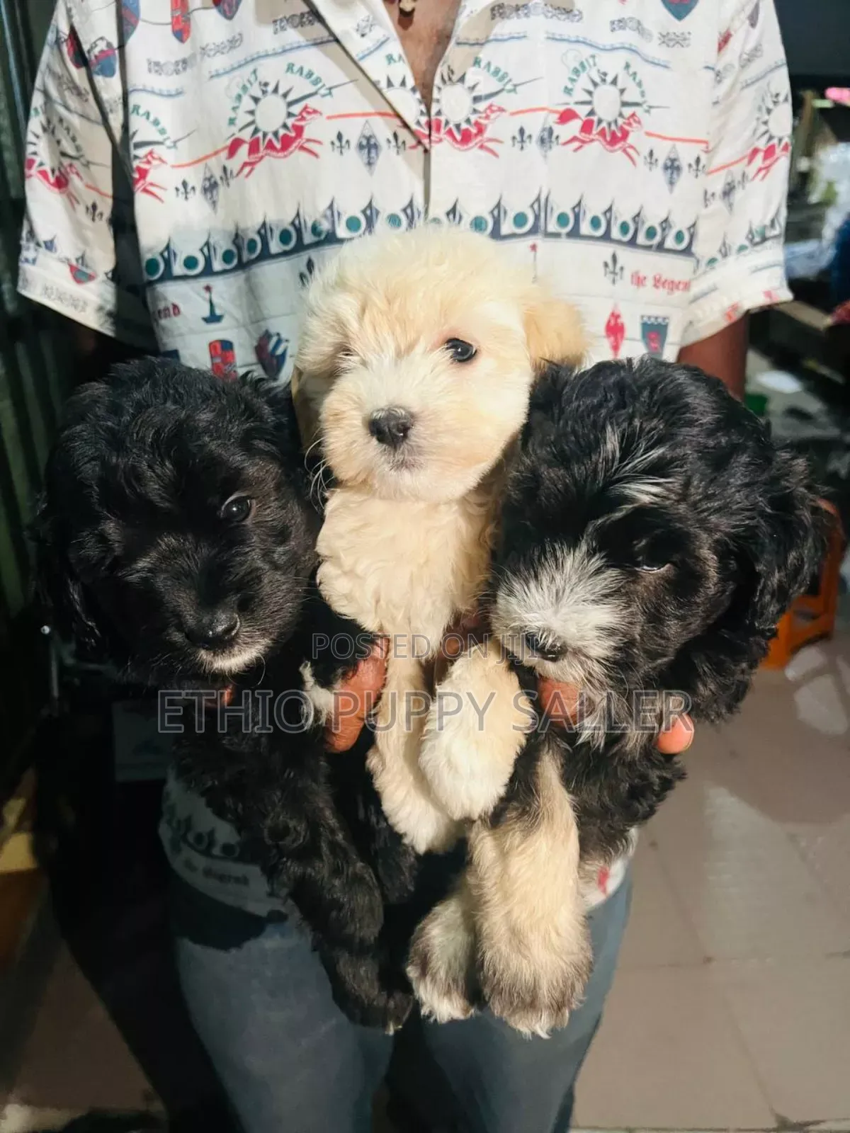 1-3 months Male Purebred Poodle