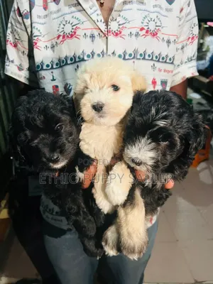 Photo - 1-3 months Male Purebred Poodle