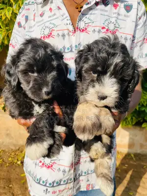 1-3 months Male Purebred Poodle