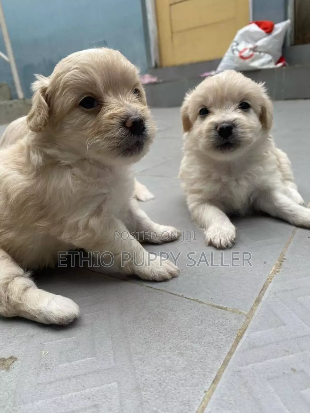 1-3 months Male Purebred Poodle