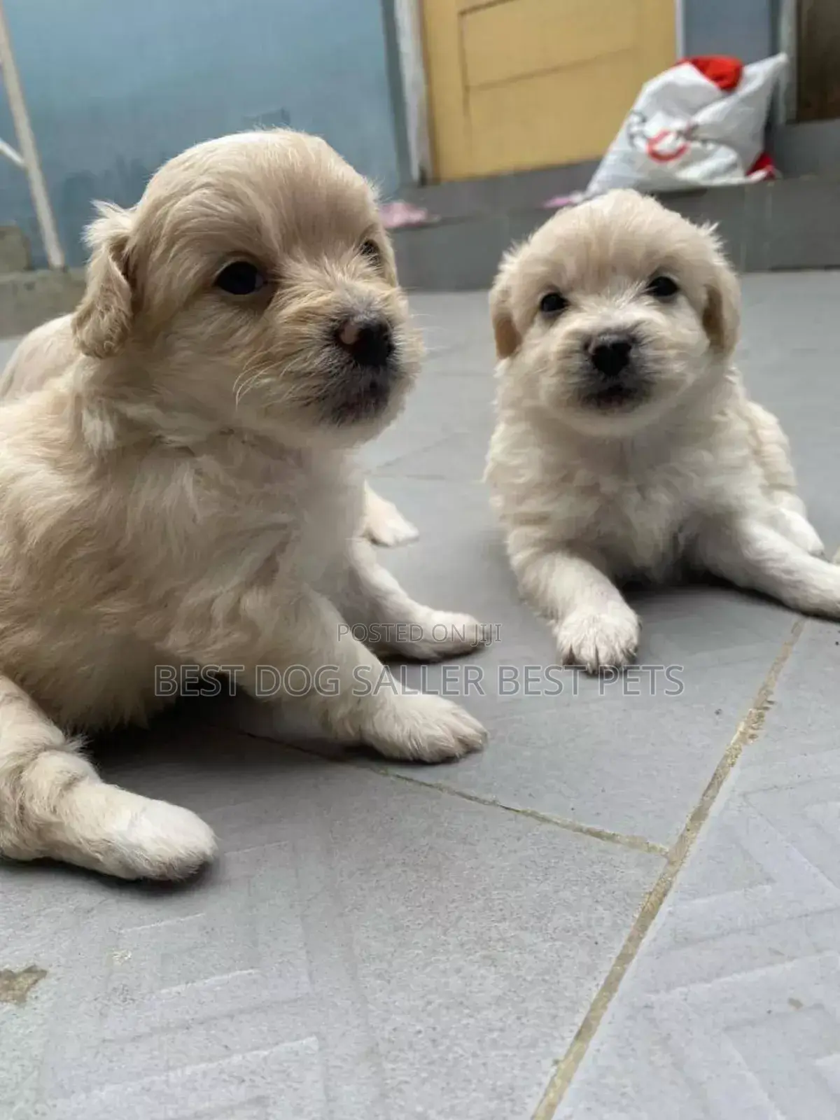 1-3 months Male Purebred Poodle