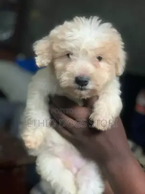 1-3 months Male Purebred Poodle