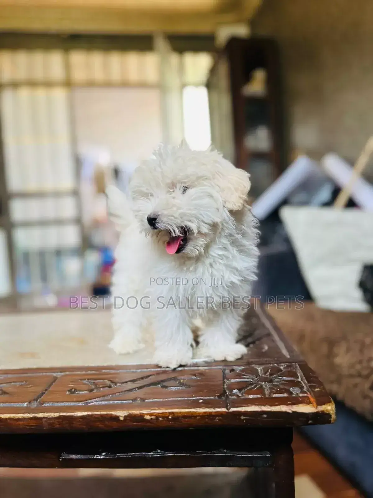 1-3 months Male Purebred Maltese