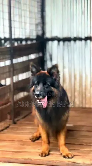 Photo - 1-3 months Male Purebred German Shepherd