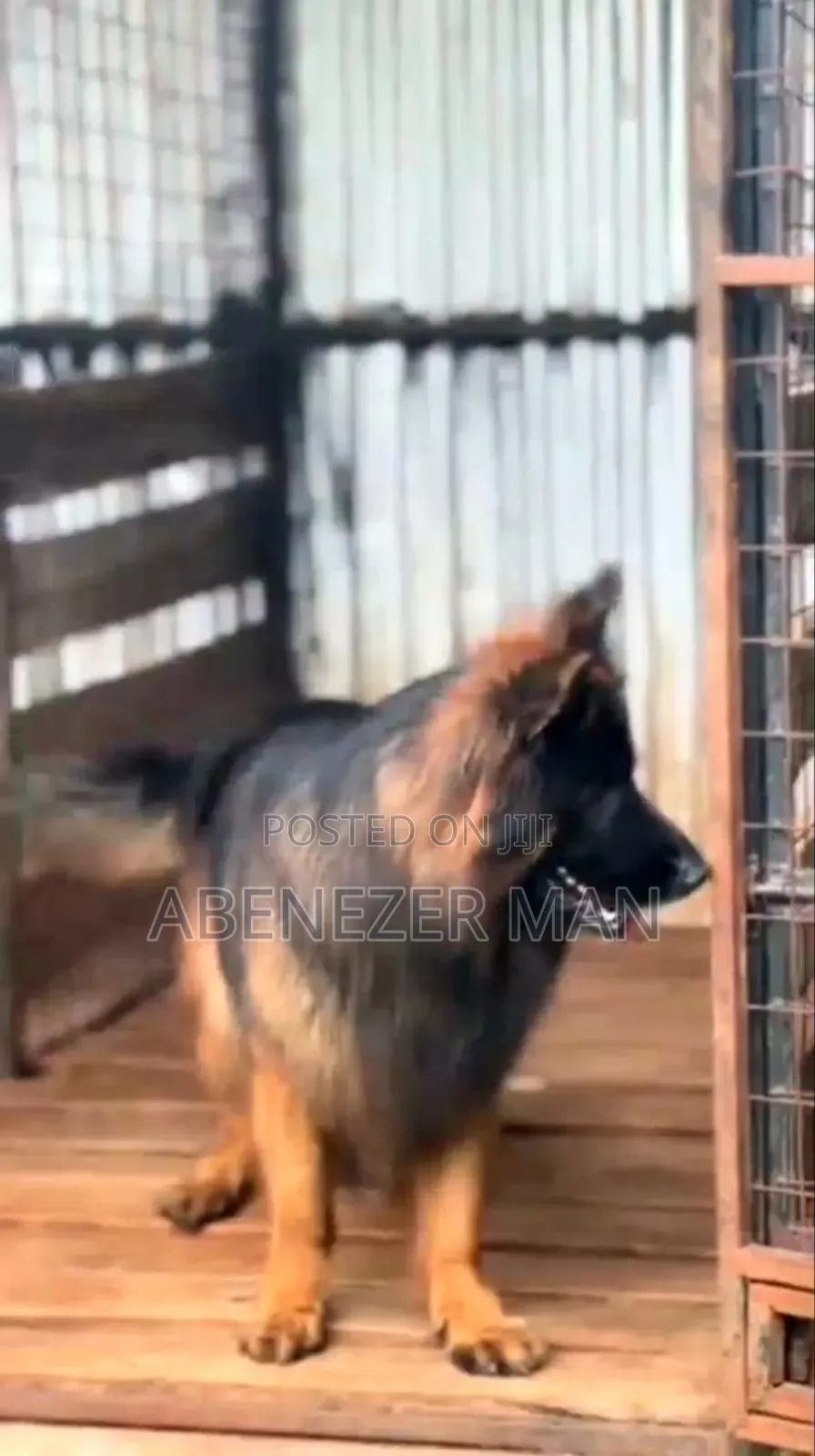 1-3 months Male Purebred German Shepherd