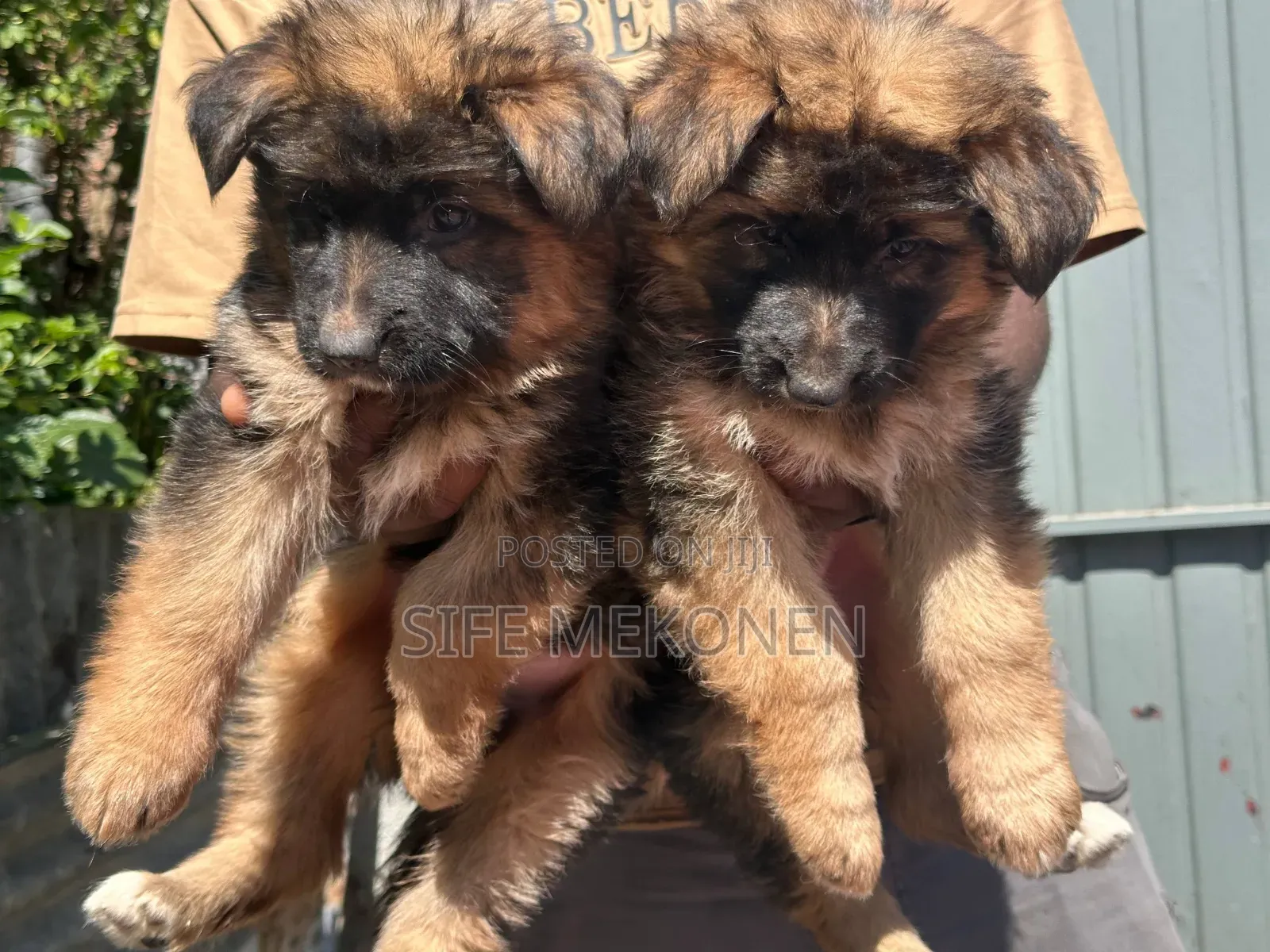 1-3 months Female Purebred German Shepherd