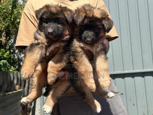 1-3 months Female Purebred German Shepherd