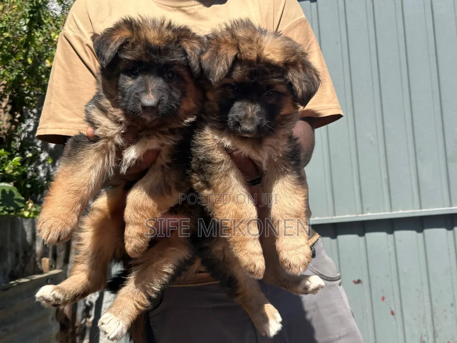 1-3 months Female Purebred German Shepherd