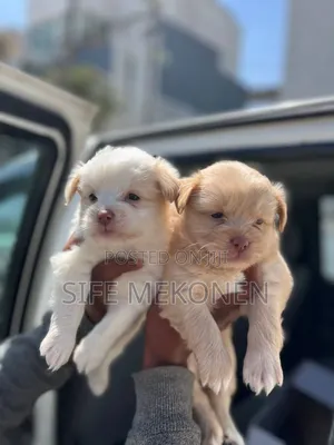 Photo - 1-3 months Male Purebred Maltese