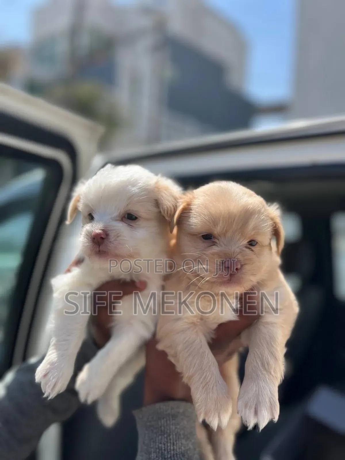 1-3 months Male Purebred Maltese