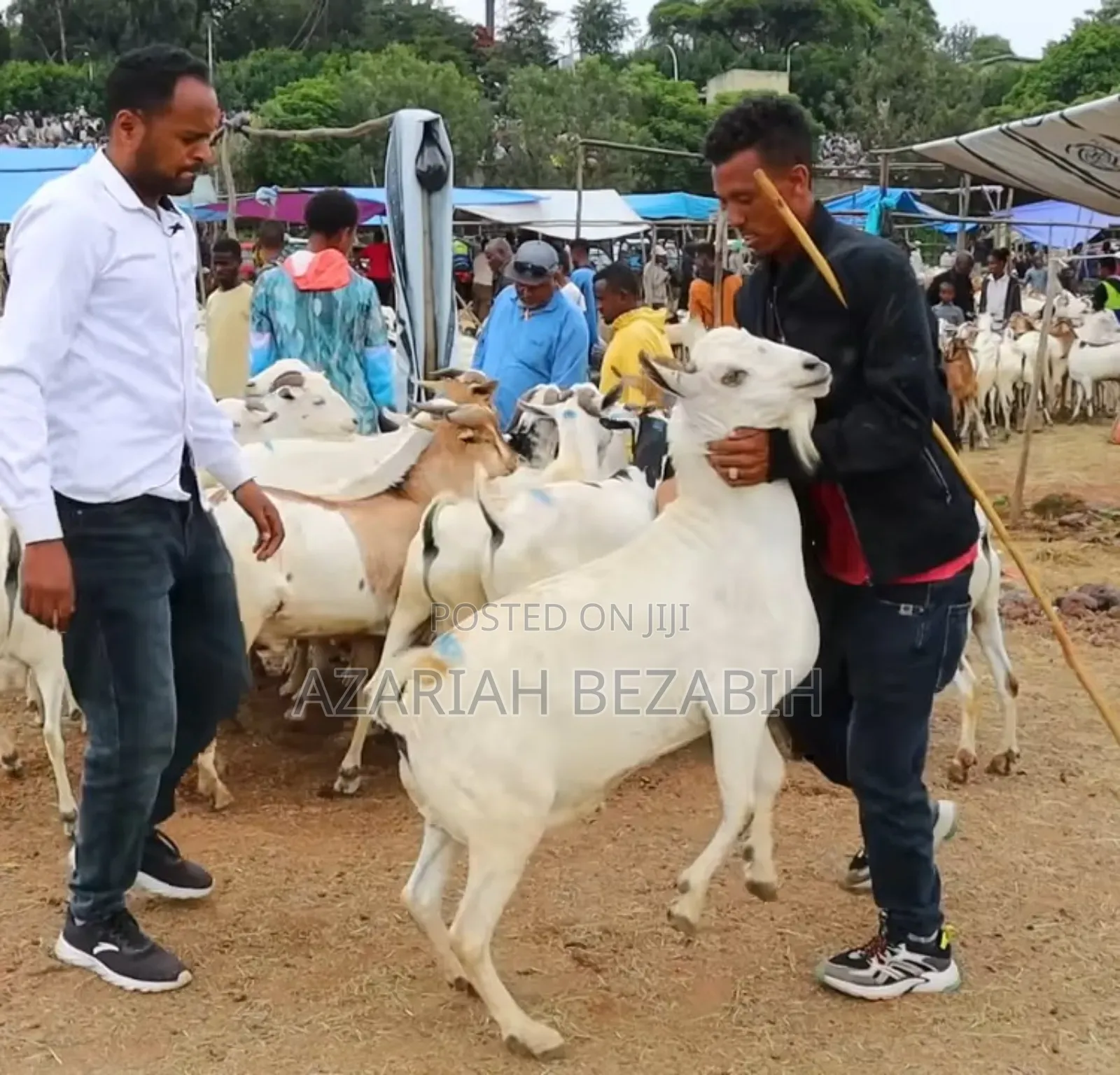Big Goats for Sale