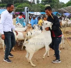 Big Goats for Sale