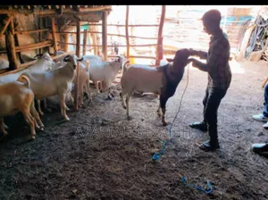 Big Goats for Sale