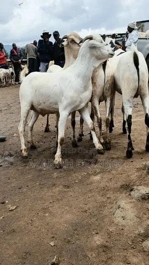 Big Goats for Sale
