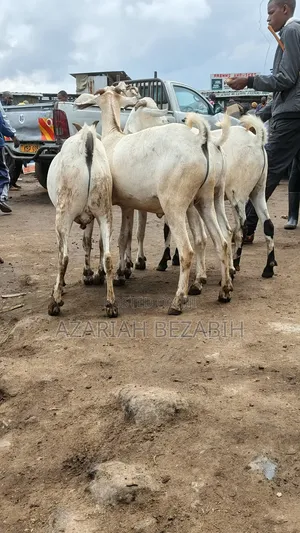 Big Goats for Sale