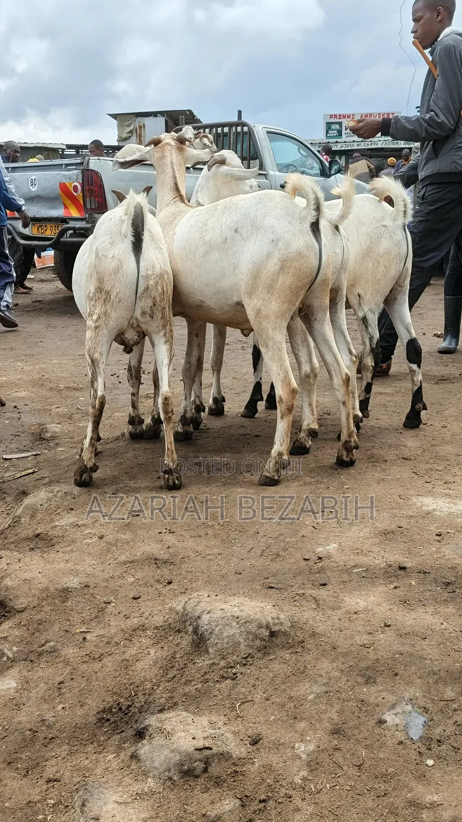 Big Goats for Sale