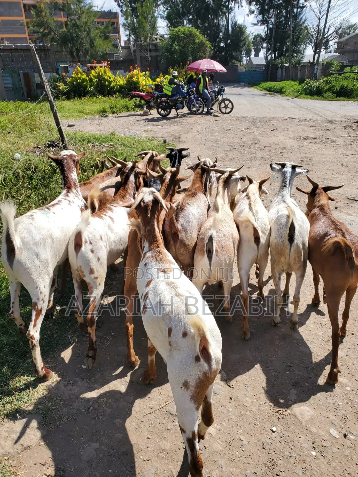 Harer Goats for Sale