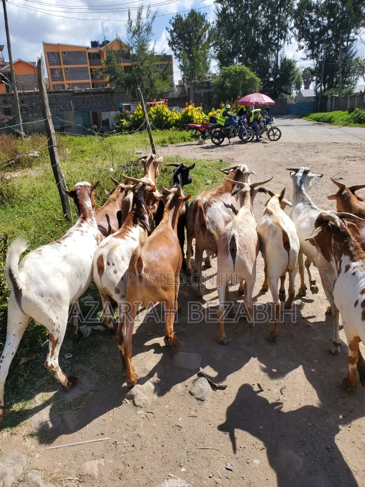 Harer Goats for Sale