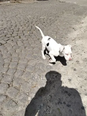 Photo - 1-3 months Female Purebred Great Dane