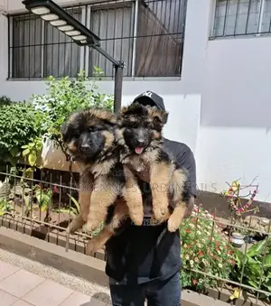 Photo - 1-3 months Male Purebred German Shepherd
