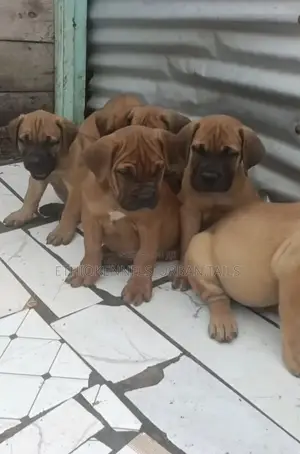 Photo - 1-3 months Male Purebred Boerboel