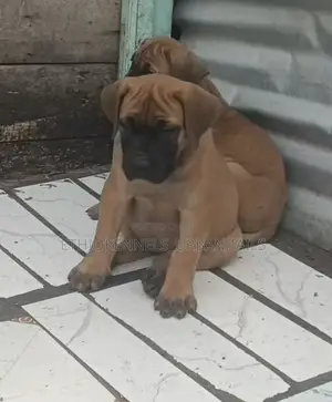 1-3 months Male Purebred Boerboel