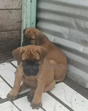 1-3 months Male Purebred Boerboel