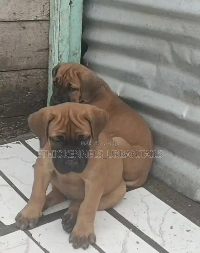 1-3 months Male Purebred Boerboel